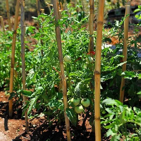 Apartament Vliho Bay & *