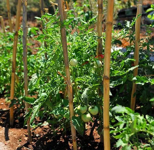 Apartment Vliho Bay & *